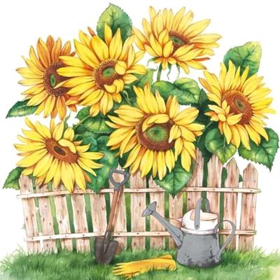 Szalvéta – Garden of sunflowers