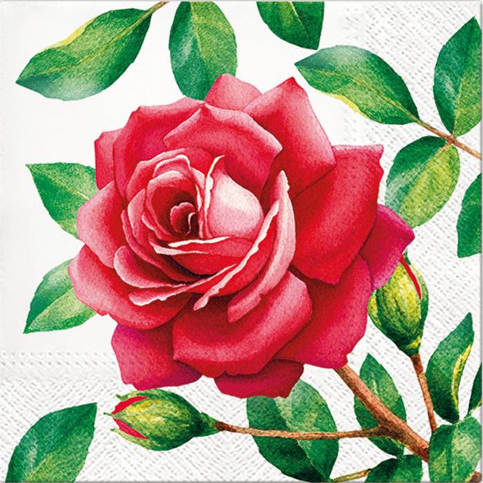 Szalvéta – piros rózsa