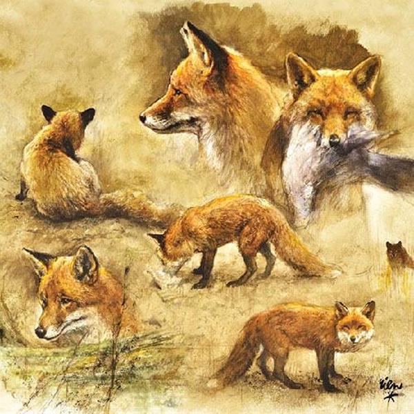 Szalvéta – Portraits of foxes