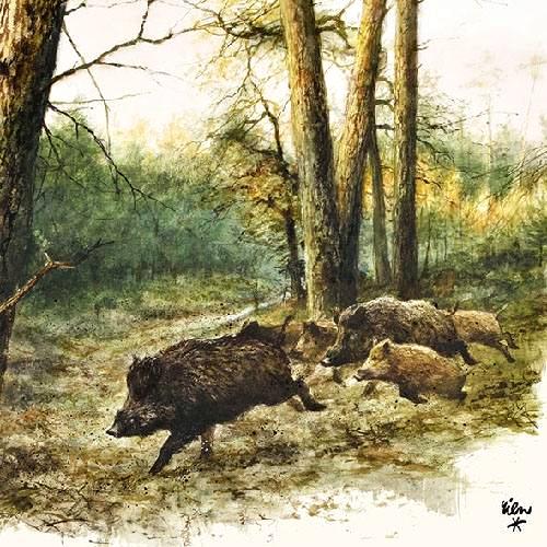 Szalvéta – Wild boars in the woods