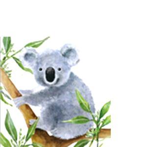Szalvéta, Tropical koala bear
