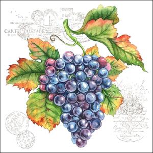 Szalvéta – Grape vine