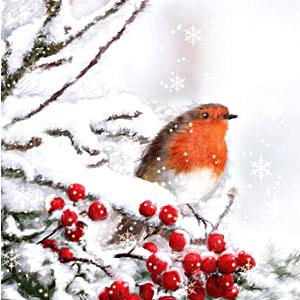 Szalvéta Robin in snow