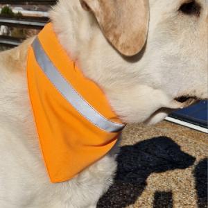 Láthatósági kutyakendő