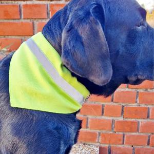 Láthatósági kutyakendő