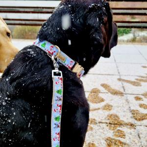Snow kutyanyakörv