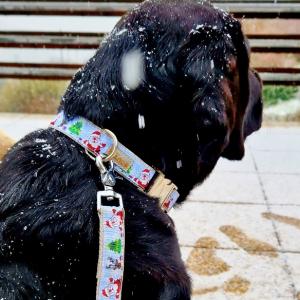 Snow kutyanyakörv