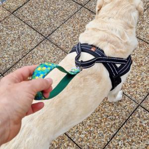 Themes -Therapy póráz