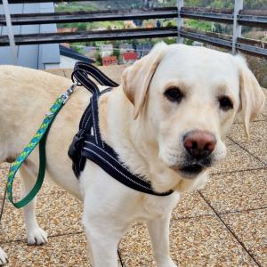 Themes -Therapy póráz