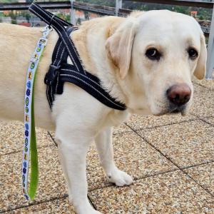 Themes -Therapy póráz