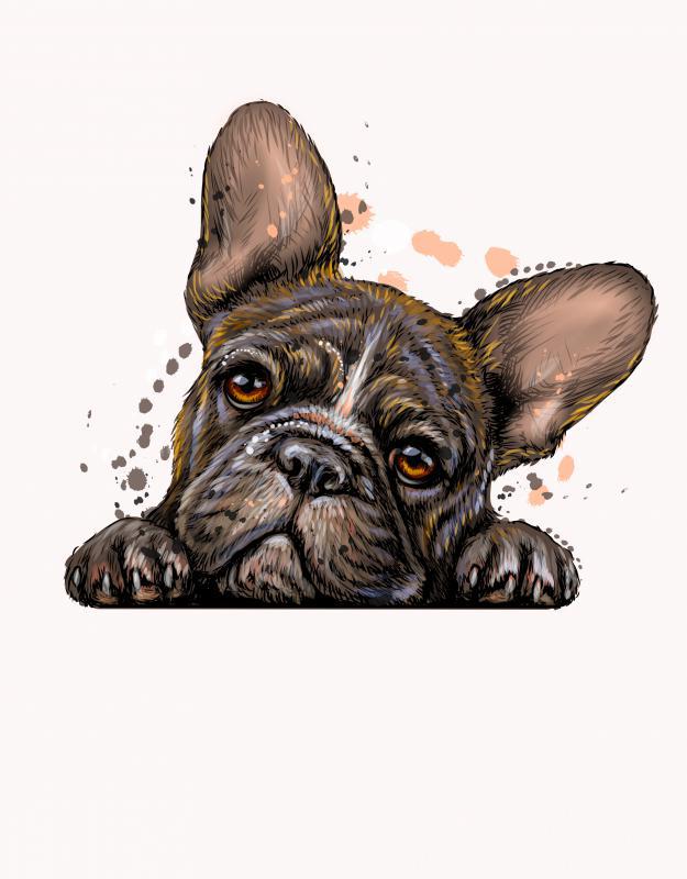 Bulldog mintás póló